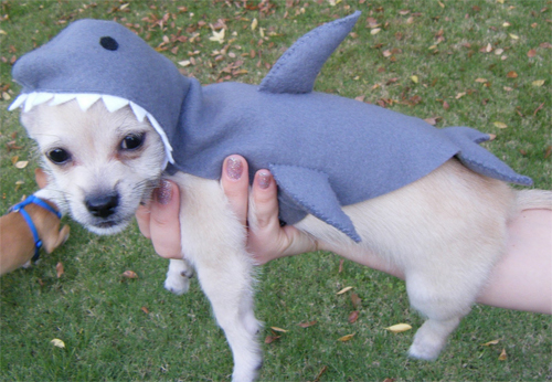 Puppy in a Shark Costume