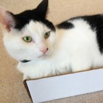 cat-not-for-sale