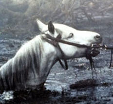 I lost my horse and my dignity in The Swamp of Sadness.